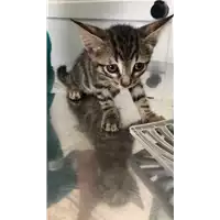 Foto dell\'animale gatto - Matr. 2022/1292 - Microchip 380260044665774
