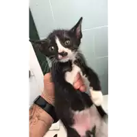 Foto dell\'animale gatto - Matr. 2022/1291 - Microchip 380260044816995