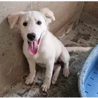 Foto dell\'animale cane - Matr. 2022/1288 - Microchip 380260044666477