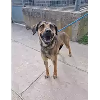 Foto dell\'animale cane - Matr. 2022/1294 - Microchip 380260044817181