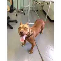 Foto dell\'animale cane - Matr. 2017/1024 - Microchip 380260002100424