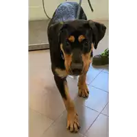 Foto dell\'animale cane - Matr. 2022/1295 - Microchip 380260044816340
