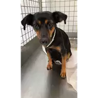 Foto dell\'animale cane - Matr. 2022/1293 - Microchip 380260044816695