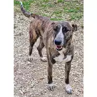 Foto dell\'animale cane - Matr. 2022/1296 - Microchip 380260044817205