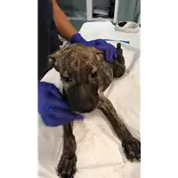 Foto dell\'animale cane - Matr. 2022/1299 - Microchip 380260044816247