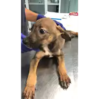 Foto dell\'animale cane - Matr. 2022/1300 - Microchip 380260044816643
