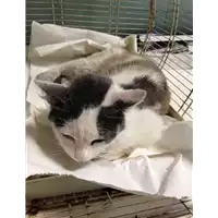Foto dell\'animale gatto - Matr. 2017/1025 - Microchip 380260043259134