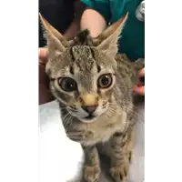Foto dell\'animale gatto - Matr. 2022/1306 - Microchip 380260044579391