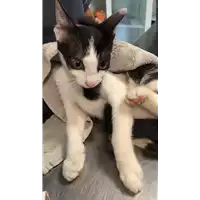 Foto dell\'animale gatto - Matr. 2022/1308 - Microchip 380260044579848