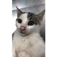 Foto dell\'animale gatto - Matr. 2022/1310 - Microchip 380260044579158