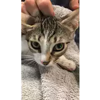 Foto dell\'animale gatto - Matr. 2022/1311 - Microchip 380260044580095