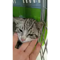 Foto dell\'animale gatto - Matr. 2022/1314 - Microchip 380260044665784
