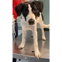 Foto dell\'animale cane - Matr. 2022/1316 - Microchip 380260044579781
