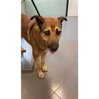 Foto dell\'animale cane - Matr. 2022/1317 - Microchip 380260044579700