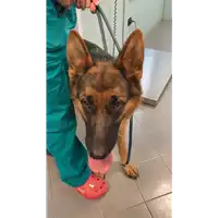Foto dell\'animale cane - Matr. 2022/1318 - Microchip 380260101904149