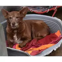 Foto dell\'animale cane - Matr. 2022/1322 - Microchip 380260044579157