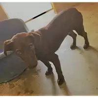 Foto dell\'animale cane - Matr. 2017/1029 - Microchip 380260040167751