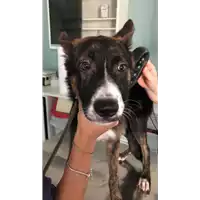 Foto dell\'animale cane - Matr. 2022/1324 - Microchip 380260044579425