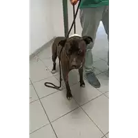 Foto dell\'animale cane - Matr. 2022/1325 - Microchip 380260044579286