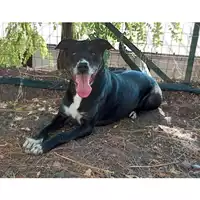 Foto dell\'animale cane - Matr. 2018/0542 - Microchip 380260043501316