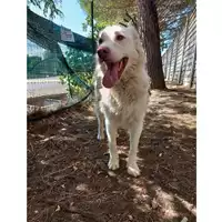 Foto dell\'animale cane - Matr. 2018/0540 - Microchip 380260043507656