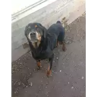 cane - Matr. 2013/1376 - Microchip 380260000988206