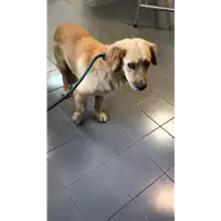 cane - Matr. 2022/1327 - Microchip 380260044579170