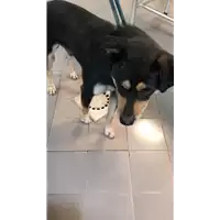 cane - Matr. 2022/1328 - Microchip 380260044579565