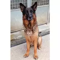 Foto dell\'animale cane - Matr. 2022/1330 - Microchip 380260101037624