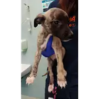 Foto dell\'animale cane - Matr. 2022/0824 - Microchip 380260044549146