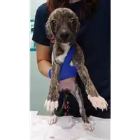 Foto dell\'animale cane - Matr. 2022/0823 - Microchip 380260044549179
