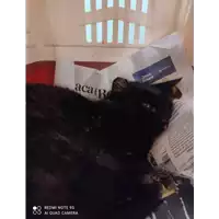 Foto dell\'animale gatto - Matr. 2022/1335 - Microchip 380260044816361