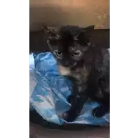 gatto - Matr. 2022/1334 - Microchip 380260044666388