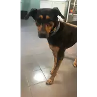 Foto dell\'animale cane - Matr. 2016/0212 - Microchip 380260042707289