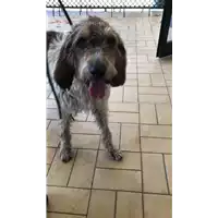 cane - Matr. 2022/1337 - Microchip 380260102083172