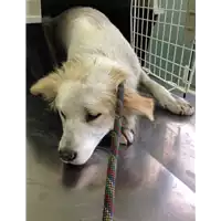 Foto dell\'animale cane - Matr. 2017/1028 - Microchip 380260043309965