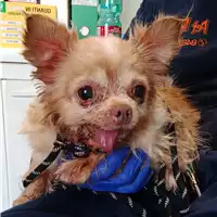 cane - Matr. 2022/1340 - Microchip 380260000827365