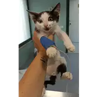 Foto dell\'animale gatto - Matr. 2022/1342 - Microchip 380260044440785