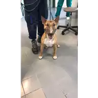 Foto dell\'animale cane - Matr. 2022/1345 - Microchip 380260044440656