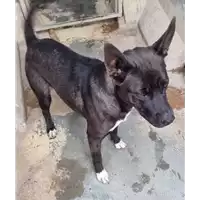 Foto dell\'animale cane - Matr. 2022/1347 - Microchip 380260044440221