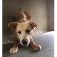 Foto dell\'animale cane - Matr. 2017/1030 - Microchip 380260043149293