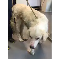 Foto dell\'animale cane - Matr. 2020/1192 - Microchip 380260043706583
