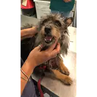 Foto dell\'animale cane - Matr. 2022/1350 - Microchip 380260044437312