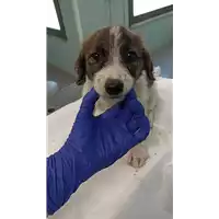 Foto dell\'animale cane - Matr. 2022/1353 - Microchip 380260044437268