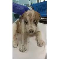 Foto dell\'animale cane - Matr. 2022/1354 - Microchip 380260044441166