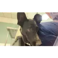 Foto dell\'animale cane - Matr. 2022/1357 - Microchip 380260044579598