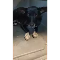 cane - Matr. 2022/1359 - Microchip 380260044579242