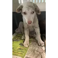 Foto dell\'animale cane - Matr. 2022/1367 - Microchip 380260044580010