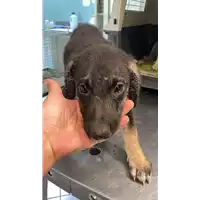 Foto dell\'animale cane - Matr. 2022/1369 - Microchip 380260044579533