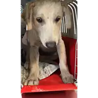 Foto dell\'animale cane - Matr. 2022/1371 - Microchip 380260044579645